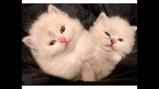 Magic Siberians "Hypoallergenic" kittens & Cats- Luna & Update