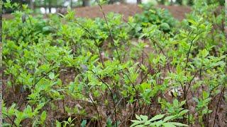 Sweetspire (Itea virginica) - Plant Identification