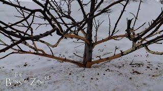 Damage in the Orchard, The Bonsai Zone, March 2025