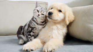 Kitten Instantly Adores Golden Retriever Puppy From First Sight