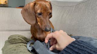 Mini dachshund knows you've been to the pet store