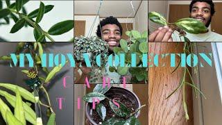 My Entire HOYA COLLECTION + Care Tips