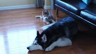 When Laika the Husky was a tiny baby!