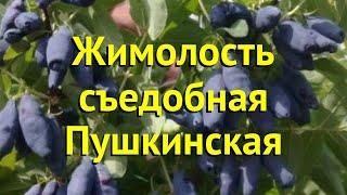 Жимолость съедобная Пушкинская. Краткий обзор, описание характеристик lonicera edulis Pushkinskaya