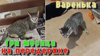 Варенька. Три месяца на передержке.