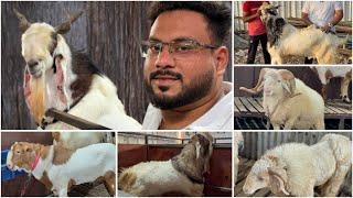 Ya Ali Goat Farm Tour Pune | Palai & Bharai Farm