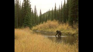 Ammonoosuc Bigfoot Caught on Camera West of Mt Washington