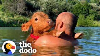 Baby Cow Insists On Jet Skiing With His Dad | The Dodo