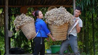 Help your husband with the overload, Harvest peanuts well