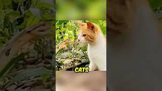 Why Snakes Lose to Cats  #cat #snake #shorts #facts