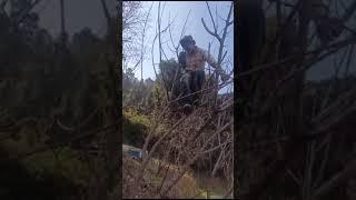 Pruning technique by Dr Megha verma