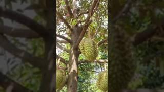 Amazing Giant Jack fruit Farm agriculture