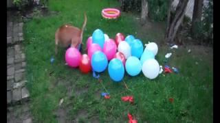 2,22 baloons-1sec. Amstaff Rufus