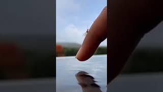 Teri our#help for every one #with love ️#viralvideos #shortsviral #ytstudio#nice for  nature#viral