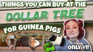 Things You Can Buy at DOLLAR TREE for Guinea Pigs