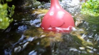 Lucky swims in the healing Silver Creek