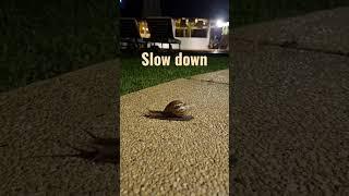 #tiktok #shorts #slowdown #nicesong #asia #travel   #amazingnature #snail #goodmoments #природа