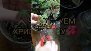 ️ЧЕРЕНКУЕМ ХРИЗАНТЕМУ#черенкуемхризантему #хризантемы #черенкихризантемы