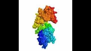 Enormous conformational changes in Rap proteins