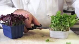 Making of a Recipe by Chef Lesourd | Le Cordon Bleu Paris
