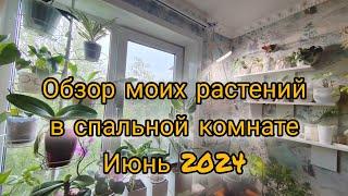 Обзор моих комнатных растений в спальне. Июнь 2024.