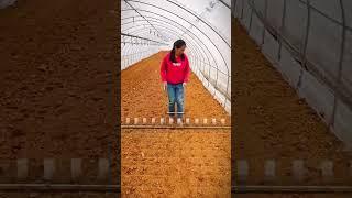 alat kreatif petani untuk tanam benih di lahan pertanian #shorts