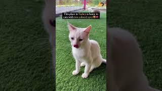 Meet the charming Turkish Van Cats with different colored eyes 