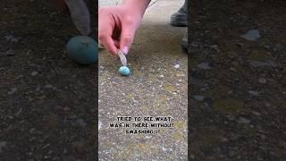 What Was Wrong With This Bird Egg!! #birdegg