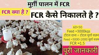 Murge Ka FCR Kaise Nikale? सीख लो अपने मुर्गे का FCR कैसे निकलना है? How To Calculate FCR In Poultry