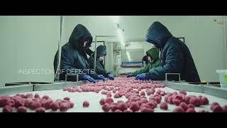 Eco Berry - Strawberry production processes