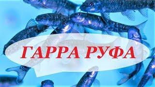 Рыбка Гарра Руфа. Содержание, разведение в домашнем аквариуме, уход.