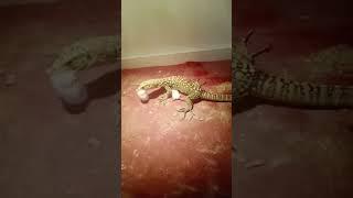 Monitor Lizard eat Rats