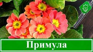  Садовая примула – посадка и уход в открытом грунте; многолетняя примула – выращивание из семян