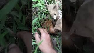Turns out he was hiding in the grass #fypシ゚viral #nature #shortvideo #woodworking #viralvideo