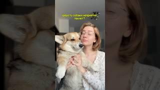 Как сохранить чистоту после груминга? Арт. WB: 395942176 парфюм для шерсти шарлотка #духидлясобак