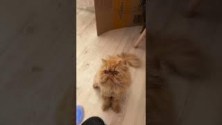 Ginger & Snowflake / cute funny cats / gatos / gatti / chats / katzen / katten / koty / котики