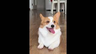 Pawsome Moments corgi puppy