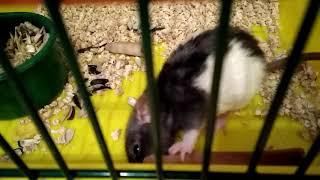 Минеральный камень для крыс || Чем заменить камень минеральный || Mineral stone for rats