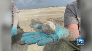 Leatherback Sea Turtle lays eggs on Ocracoke Island