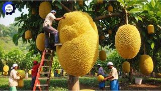 175 Most Satisfying Agriculture Technology ►103 | Harvest and Processing Jackfruit to a New Level