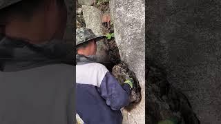 Natural wild bees found a good beehive in a rock hole. #birds #bee #beelover #honeybee