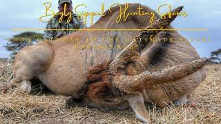 Old Eland bull impact shot with the bow!