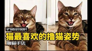 5种撸猫手法，让小猫咪直呼还要！