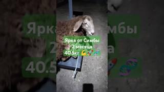 И снова рекорд 40.5кг в 2 месяца Ярочка от Симбы . #2025 #овцы #арашан #ижевск #удмуртия #ферма