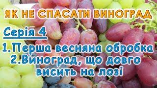 Перша весняна обробка винограду. Огляд винограду, що може довго висіти на лозі