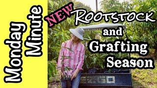 Monday Minute- New Rootstock and Grafting Season