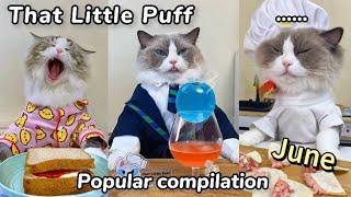 June Compilation | That Little Puff