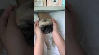 Cute Little Pug Error  Funny Dog Videos