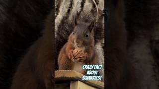 CRAZY FACT about squirrels! #thatsnuts #squirrel #squirrelfact #wildlifefacts