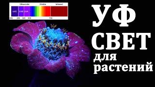 УФ свет для растений. Как не переборщить ?